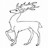 Stag Coloring Deer Pages Standing Designlooter Drawings 72kb 200px Surfnetkids sketch template