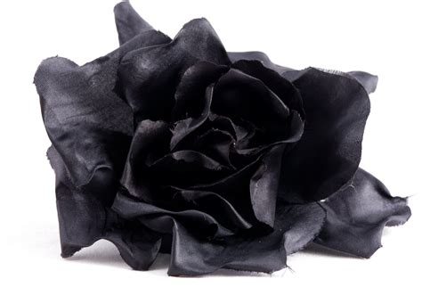 black rose  photo  freeimages