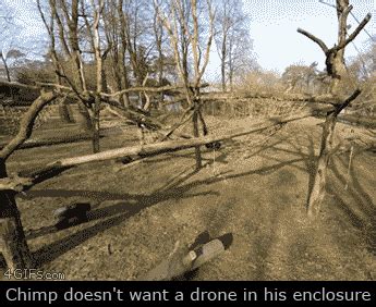 chimpanzee tree camera drone