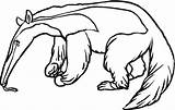 Anteater Coloring Pages Supercoloring Printable sketch template