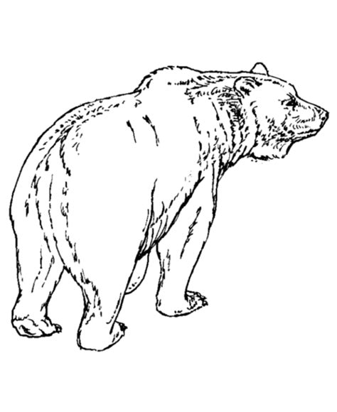 grizzly bear coloring  grizzly bear coloring