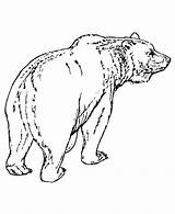 Colorir Urso Grizzly Polar Ursos Cute Ursinhos Arts sketch template