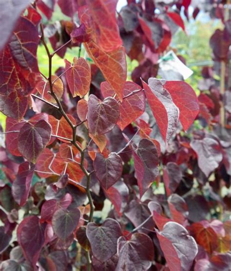 cercis canadensis forest pansy lakeside plants nursery