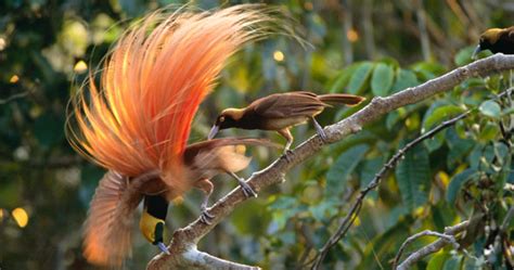 birds of the gods ~ birds of paradise and sexual selection