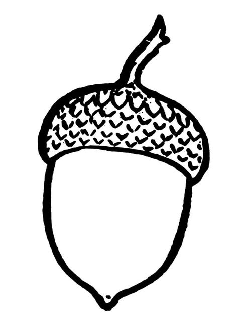 acorn  coloring page  printable coloring pages  kids
