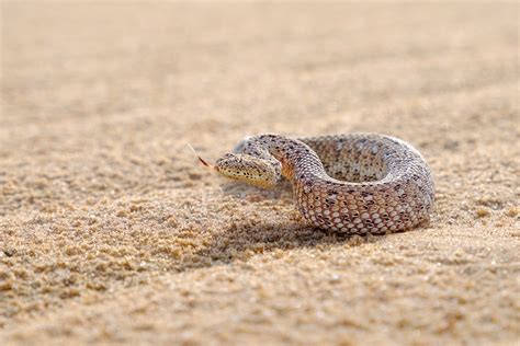 sidewinder adder winding  sand wildlife photography prints
