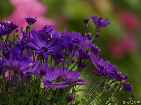 purple flowers photo dot