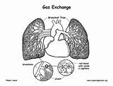 Lungs Circulation Pulmonary Exploringnature System Circulatory Printing sketch template