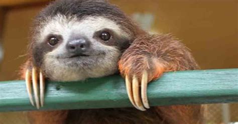 sloth trivia playbuzz