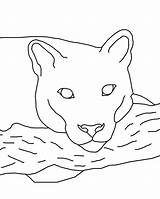 Cougar Coloring Pages Eastern Color Print Animal Sketch Animals Library Colouring Popular sketch template