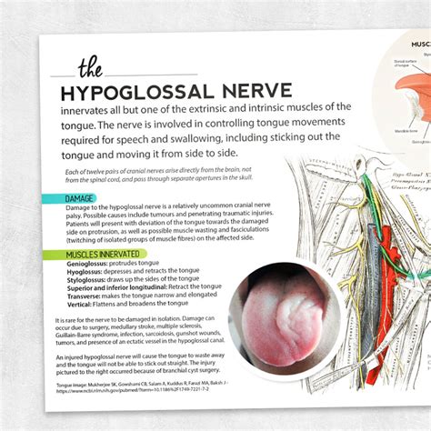 hypoglossal nerve adult  pediatric printable resources
