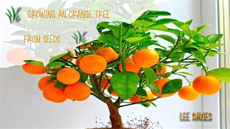 grow  orange tree  seed  organic fruit trees