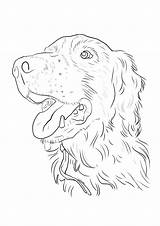 Spaniel Springer Coloring Pages Puppy Dog Colouring English Boxer Drawing Realistic Carson Beth Getcolorings Color Crafts sketch template