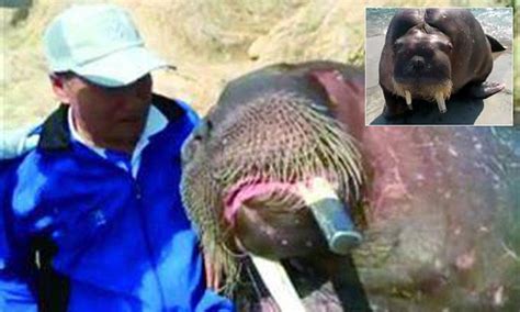 man killed   pictures   walrus   animal playfully drags   water
