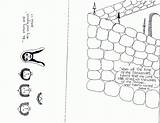 Coloring Jericho Walls Pages Printable Joshua Battle Library Clipart Comments Line Coloringhome sketch template