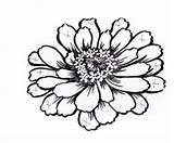 Zinnia Clipart Flower Drawing Zinnias Tattoo Stainton Layered Julia Simple Clipground Tutorial Drawings Tattoos Paintingvalley Choose Board Paper Typepad sketch template