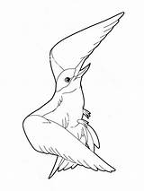 Albatross Getdrawings sketch template