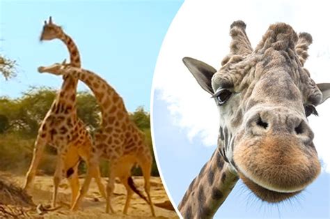david attenborough narrates epic giraffe battle on bbc africa show daily star