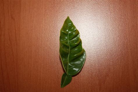 forum issue with citrus leaves