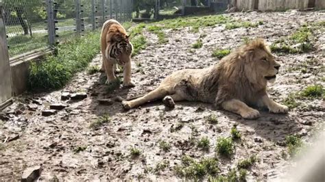 【老虎vs獅子】發情雄獅與雄虎再起衝突【tiger Vs Lion】 Estrus Lion And Male
