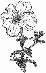 Petunia Petunias Bestcoloringpagesforkids Tattoo Zeichenvorlagen sketch template