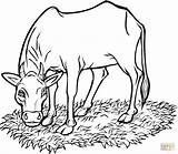 Vaca Cows Colorear Desenho Pastando Coloringme Kolorowanka Comendo Krowa Cattle Krowy Grass Eating Kolorowanki Grama Sheet Druku Mucca Mangia Vacas sketch template