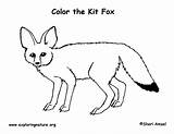 Fox Coloring Kit Desert Foxes Exploringnature sketch template