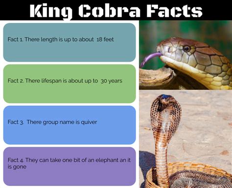 gabby  pt england school king cobra facts