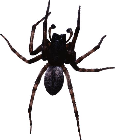large black spider transparent png stickpng
