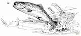 Trout Colorare Trote Disegni Ausmalbilder Pescado Forellen Atun Cutthroat Regenbogenfisch Atún Pesci Malvorlagen sketch template