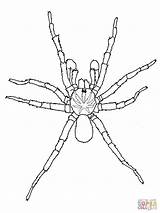Spider Trapdoor Aranhas Ausmalbild Widow Ausmalbilder Trichternetzspinne Spinne Supercoloring Vogelspinne Cif Ausdrucken Birgit Keys sketch template