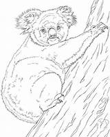 Koala Koalas Doghousemusic sketch template