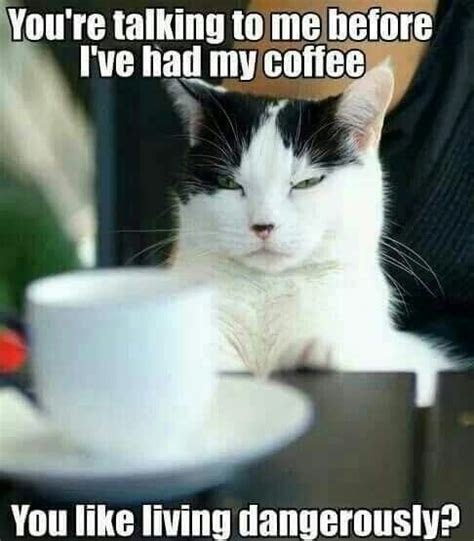 cats hyped   coffee memes