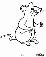 Rat Coloring Pages Outline Rats Cartoon Drawing Cute Gerbil Lab Mouse Color Print Getdrawings Getcolorings Printable Coloringbay sketch template