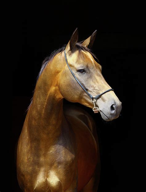 golden horse photograph  photographs  maria itina fine art america
