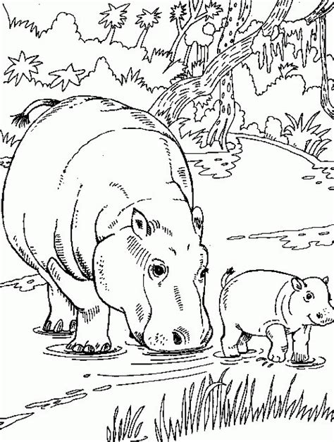 baby hippo coloring coloring pages