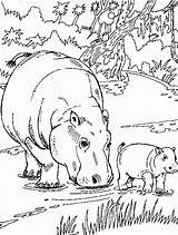 Hippo Coloring Pages Baby Template sketch template