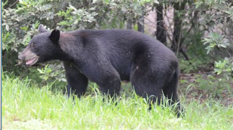 several more bears spotted in highlands co neighborhoods