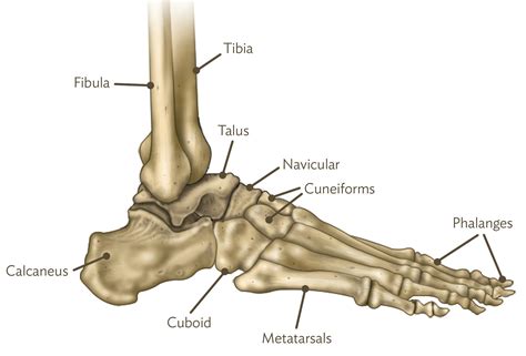 foot  ankle issues northern arizona healthcare