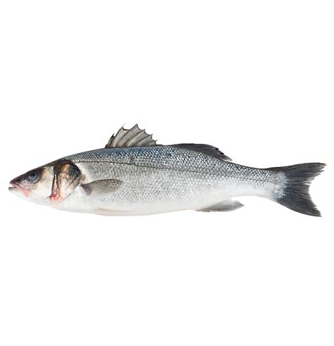 European Sea Bass Vima Foods