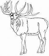 Elk Alce Hunting Colorir Chamando Colouring Pintarcolorir Horse Bing Tudodesenhos Moose Buscando Puedes También Pintarcolorear Easy sketch template