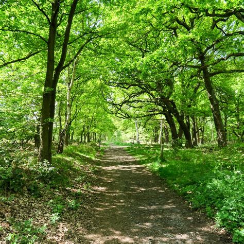 sherwood forest barker langham