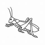 Grasshoppers Lizard Monitor sketch template