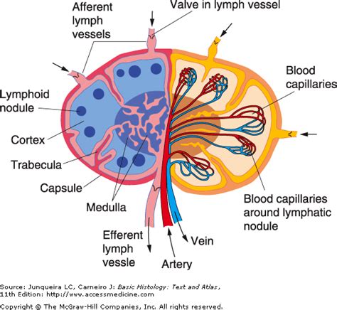 Flashcards Lymphatics And Immune Lymphocytes Born