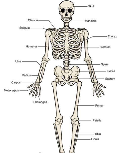 skeletal system quizizz