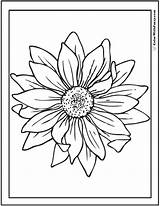 Sunflower Sunflowers Colorwithfuzzy Converted Whitesbelfast sketch template