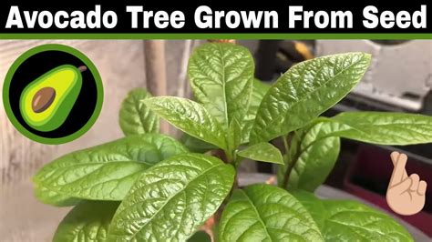 Avocado Tree Grown From Seed 38 Months We Have A Setback Youtube