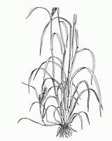 Echinochloa Coloring Crus Galli Botany Pages Grass Comments Copyright sketch template