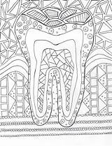Zahnarzt Zahn Malen Dentistry Malvorlagen Hygienist Assistant Zahnmedizin Zahntechnik Anatomy Bind sketch template