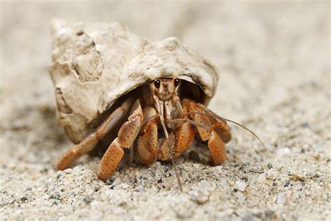 molting hermit crabs advice  care